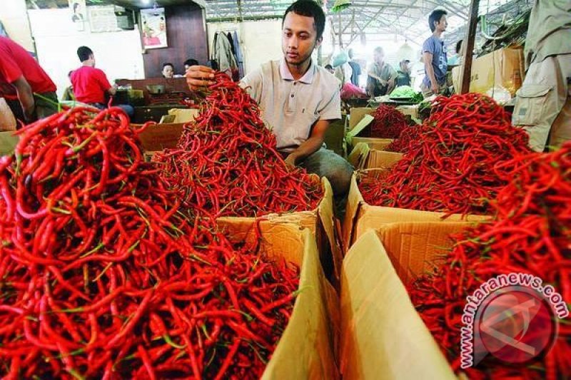 Tingkat Produksi Cabai di NTT Fluktuatif