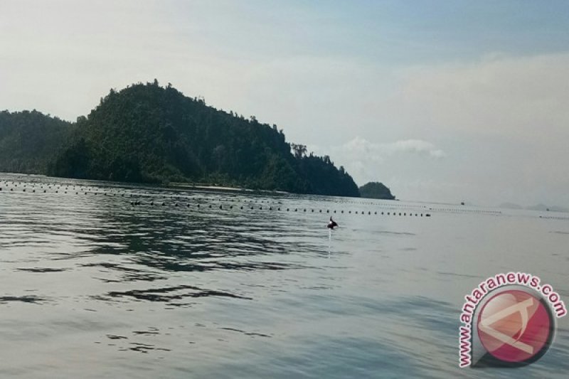 Ikan lumba-lumba muncul di Pantai Ringgung
