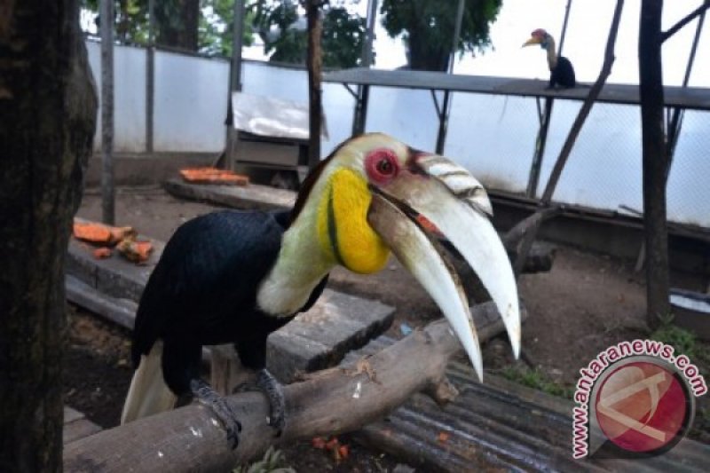 Populasi Burung Rangkong Sulawesi Antara News Makassar