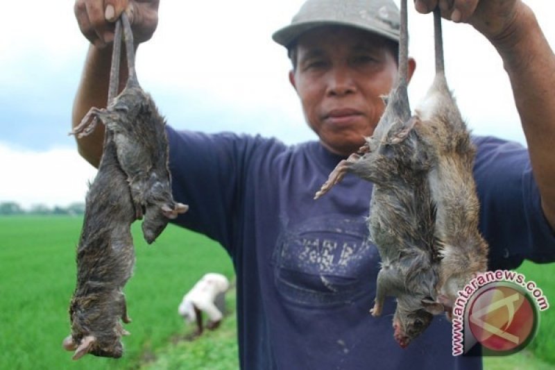 Pemkot Jakarta Barat belum temukan warga terpapar virus tikus