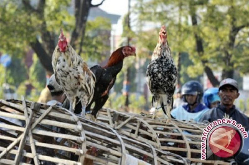 Legislator Dorong Muna Kembangkan Ternak Ayam Kampung Antara