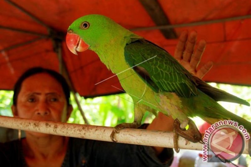 Penjual Burung Betet Antara News Makassar