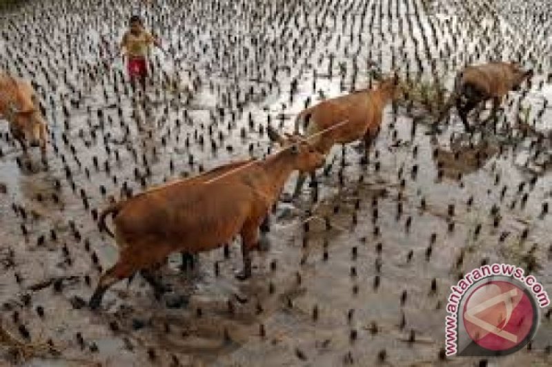 DPRD Dukung Pemkab Pertahankan Sentra Produksi Sapi