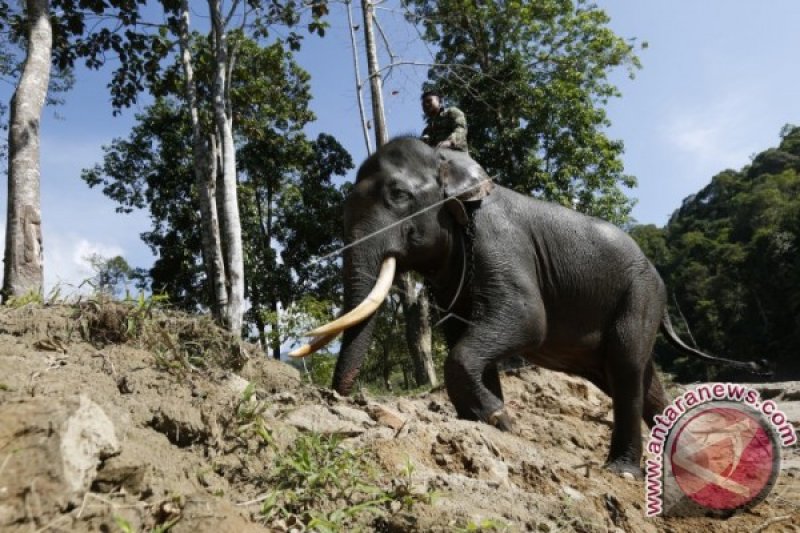 Unduh 8700 Koleksi Gambar Gajah Yang Sudah Diwarnai Paling Baru HD