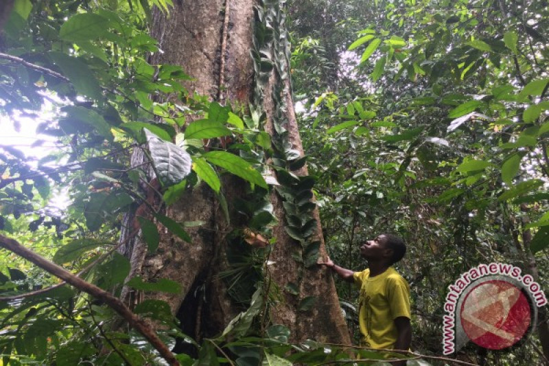 Polda Papua amankan 236 batang kayu merbau  ANTARA News 