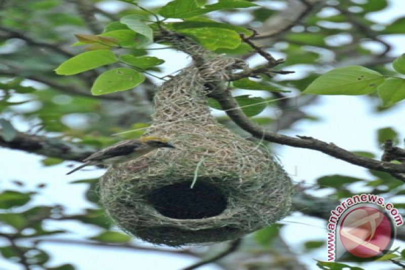 Sarang Burung Manyar Antara Sumbar