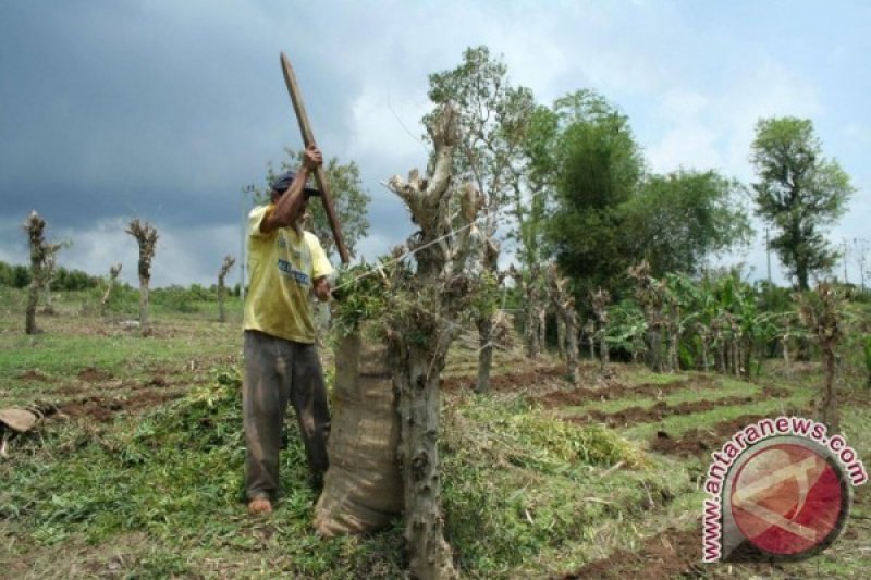 Pabrik terbesar minyak kayu putih di dunia di NTB