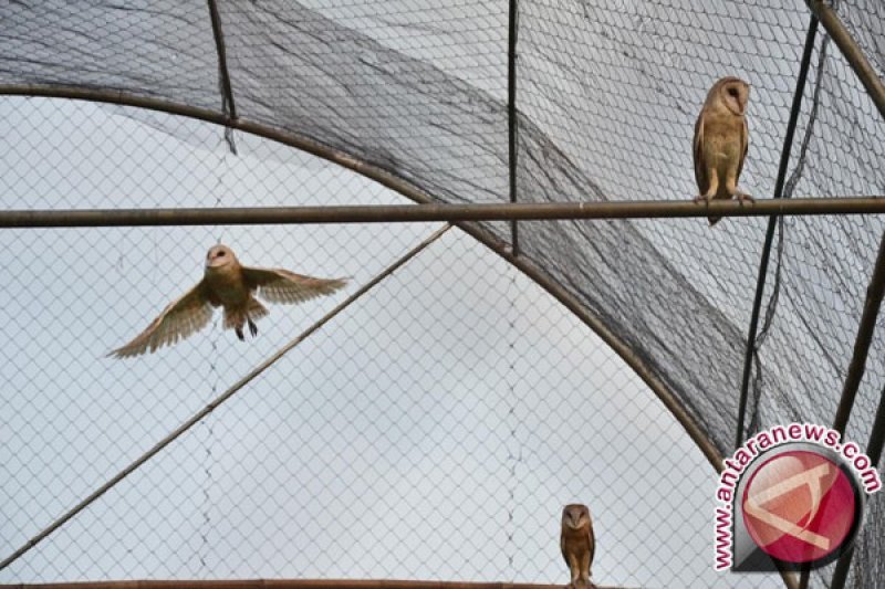 Menanti Agrowisata Burung Hantu Di Agam Antara Sumbar