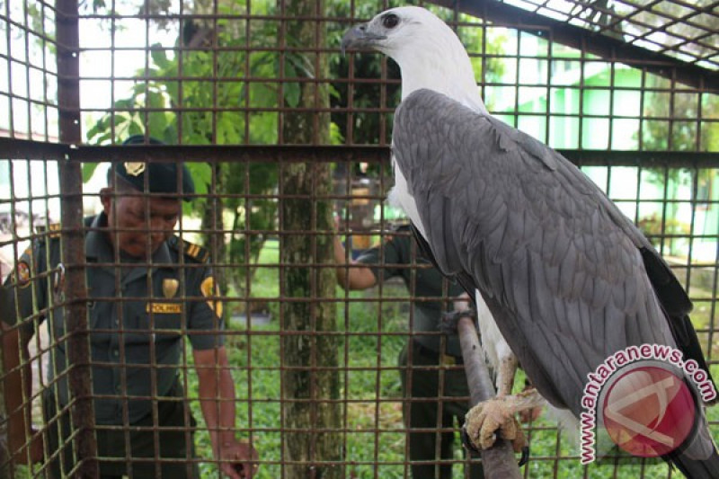 6800 Koleksi Gambar Burung Elang Sumatera HD Terbaik