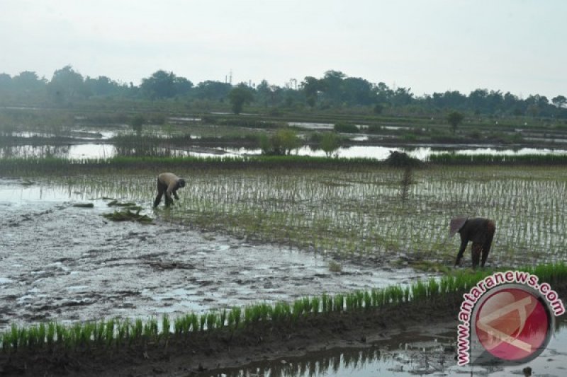 Kabupaten OKI dorong peningkatkan indeks penanaman