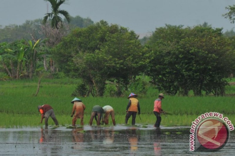 Kelompok tani Ogan Komering Ulu terima bantuan bibit padi