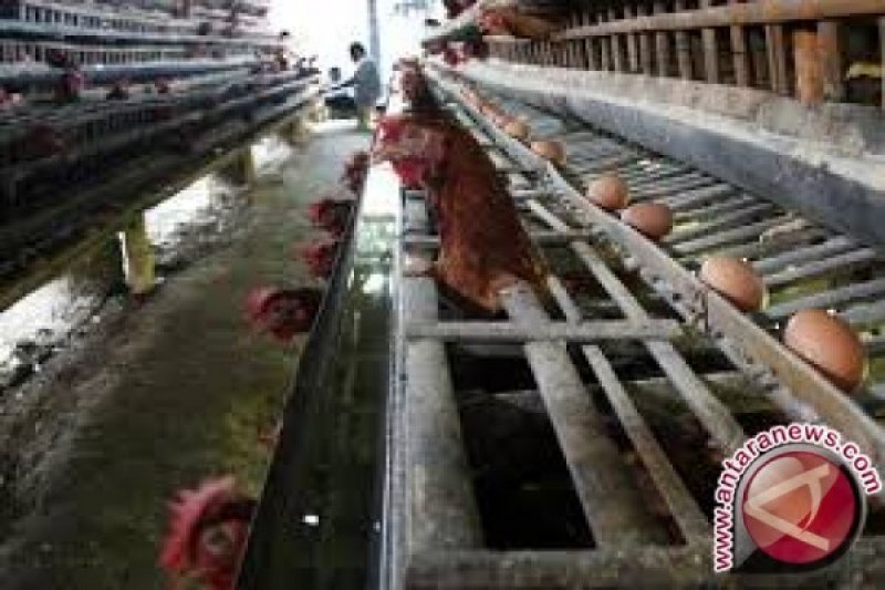 Kementan Bantu Bibit Ayam Petelur Di Sultra Antara News Sulawesi