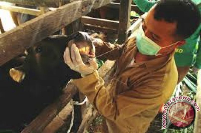 Pemkab Kolaka siapkan dokter pantau daging kurban