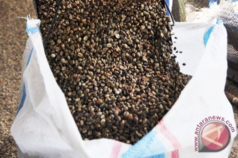 MPIG Dorong Petani Temanggung Hasilkan Kopi Biji