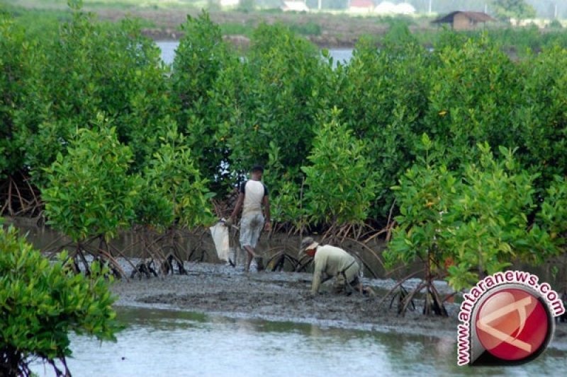 Warga Tanam Ribuan Mangrove Terkait Rekondisi Kawasan