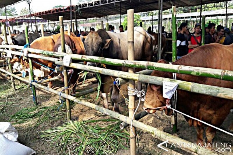 Puluhan Sapi Ikuti Kontes Di Boyolali Antara Jateng