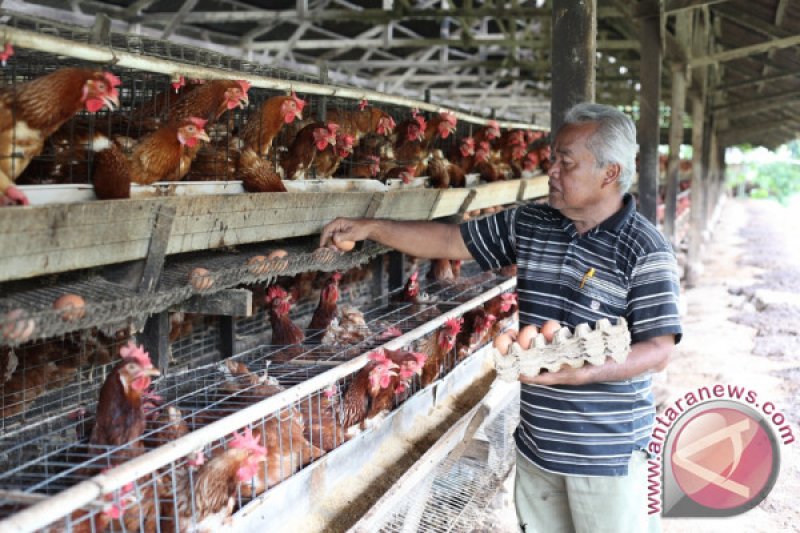 Ayam Petelur Antara Sumbar