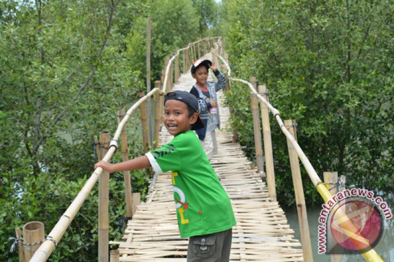 Wisata Hutan Mangrove Lampung Timur Serap Banyak Tenaga