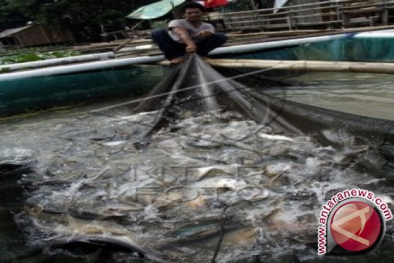 Teluk Lasongko dijadikan kawasan budi daya ikan