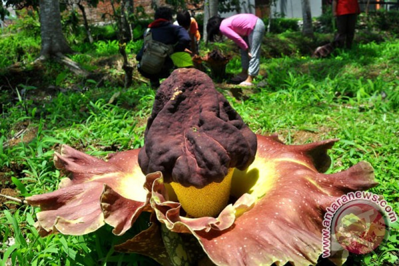 Dua Bunga Bangkai Tumbuh Di Permukiman Milik Warga Antara News Kalimantan Barat