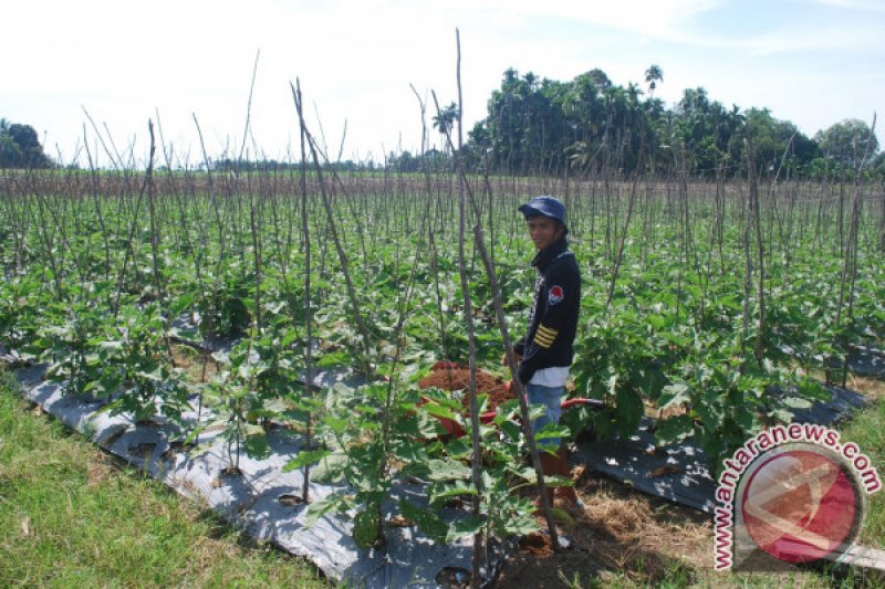 HARGA  TERUNG TURUN