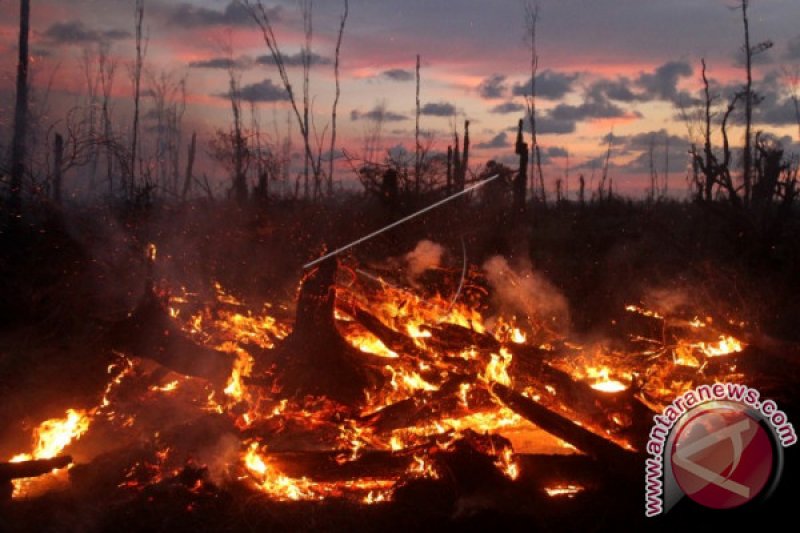 MA tolak permohonan kasasi presiden terkait kebakaran hutan Kalteng