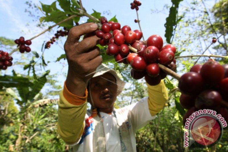 Produk Kopi Robusta Kendari Cukup Diminati Pasar