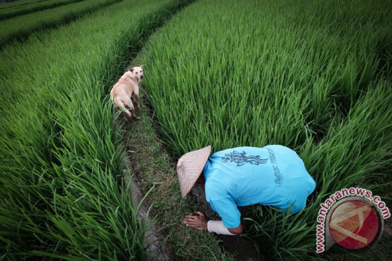 Petani Nanggulan Kulonprogo