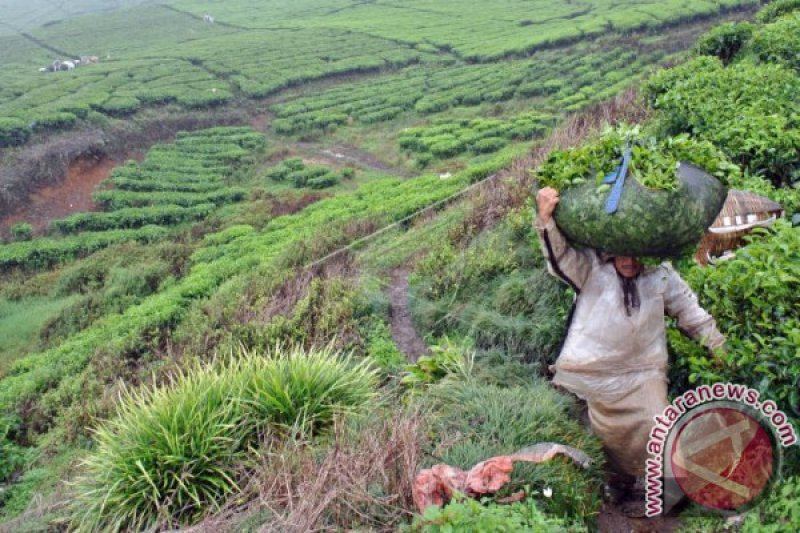 PRODUKSI TEH PTPN