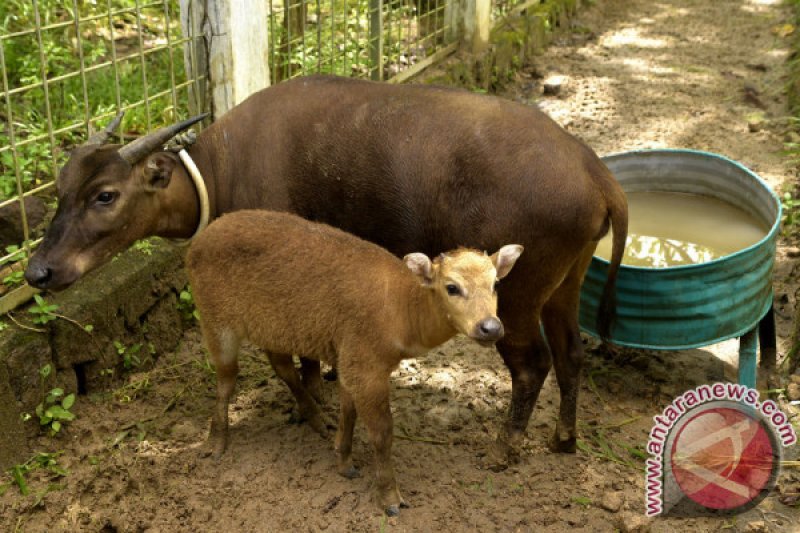 KELAHIRAN BAYI ANOA DI MANADO