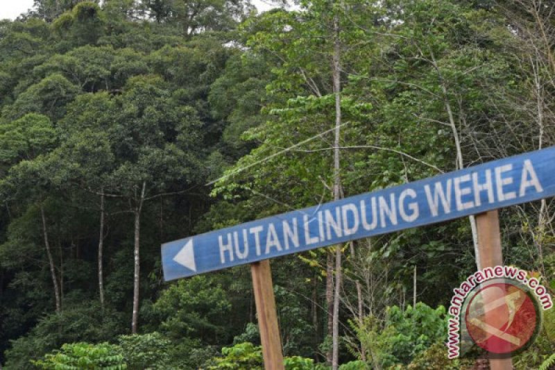 Daftar 7 hutan lindung Indonesia dan peran pentingnya bagi ekosistem