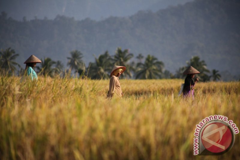 HARGA PADI NAIK