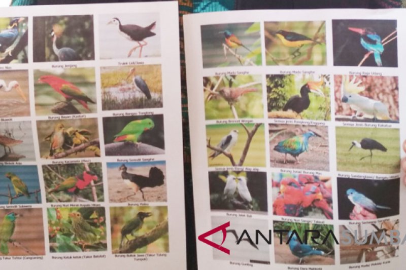 Sebelum Dipidana Mari Serahkan Burung Yang Dilindungi Antara Sumbar