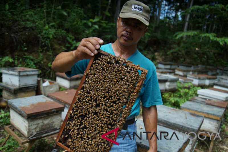 Produksi Madu Sonokeling