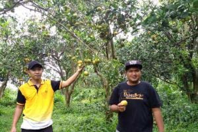 Kolaborasi Agribisnis Wisata Jeruk Dau Antara News Jawa