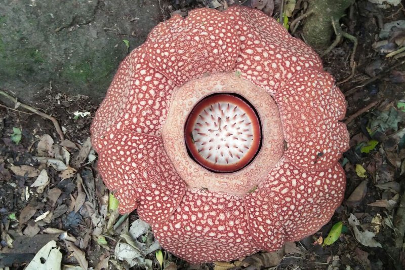 Bengkulu Selatan Kembangkan Wisata Bunga Rafflesia Antara News