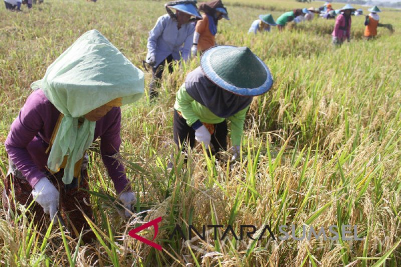 HPP gabah setidaknya tembus angka Rp5.500 perkilogram