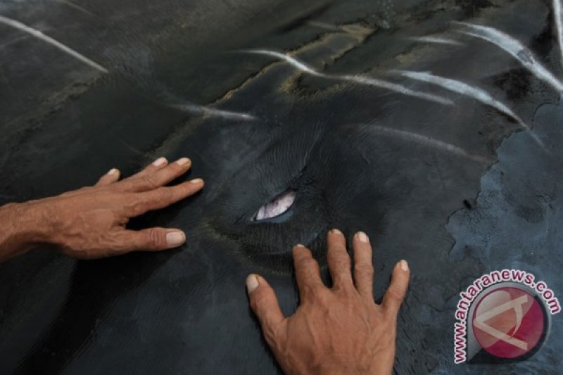 Dua ikan paus terdampar di perairan Sultra selama 2018