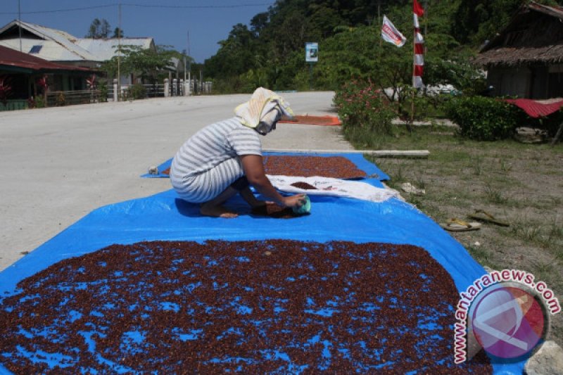 HARGA CENGKEH TURUN