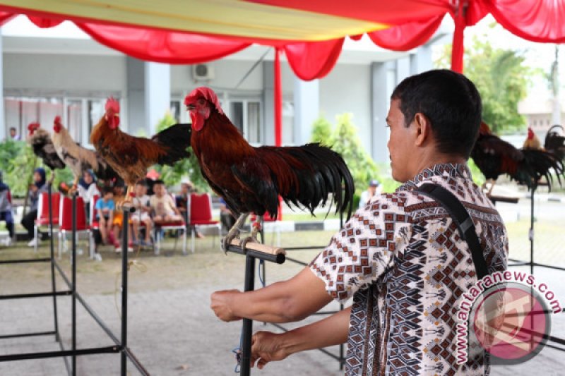 LOMBA AYAM KUKUAK BALENGGEK