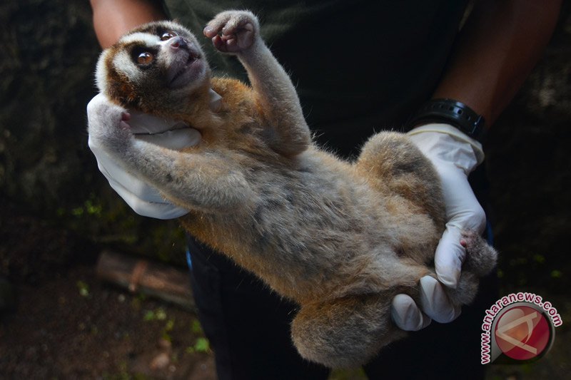 15 Kukang Jawa Siap Dilepasliarkan Di Hutan Ciamis Antara News