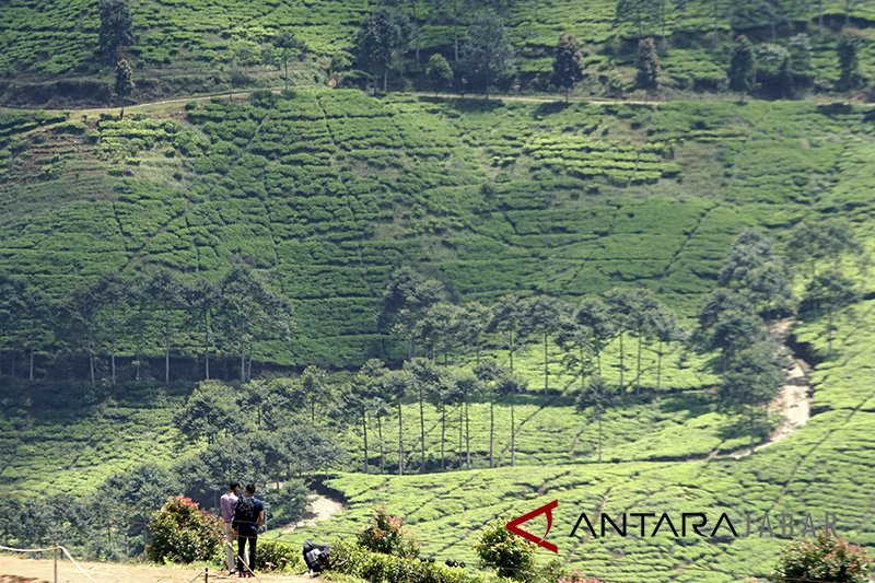 Pengunjung Wisata Puncak Cipanas Merosot Antara News Jawa Pengunjung Wisata Puncak Cipanas Merosot Antara News Jawa