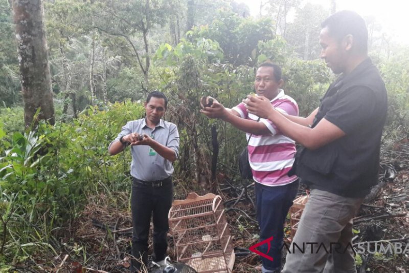 15 Ekor Burung Dilindungi Dilepasliarkan Ke Hutan Cagar Alam