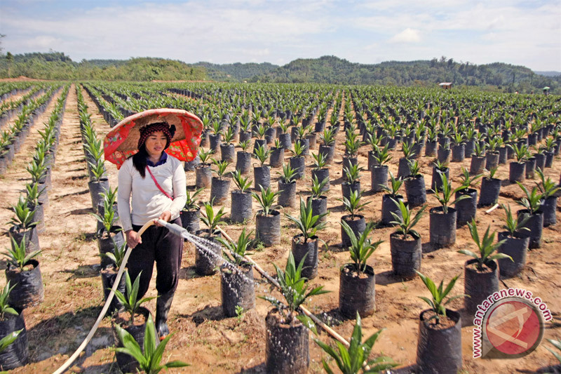WWF: Intensifikasi produktivitas kelapa sawit solusi tingkatkan produktivitas