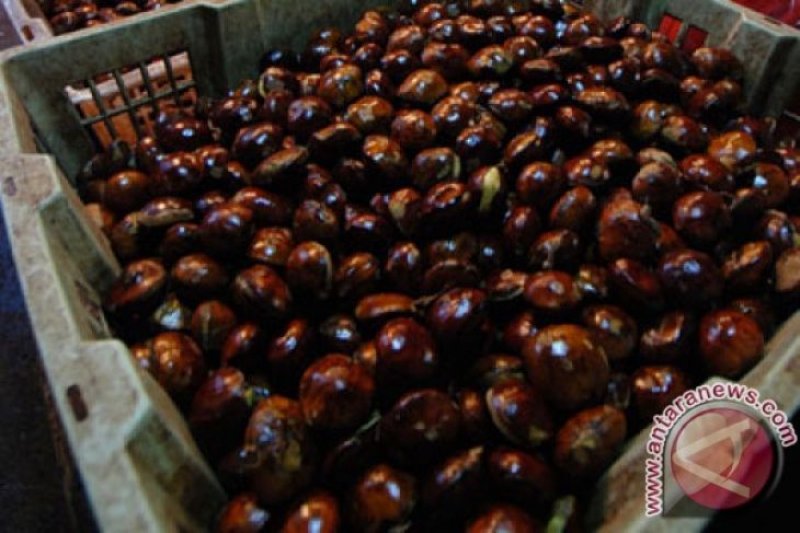 Cabai dan Jengkol penyumbang inflasi saat Ramadhan