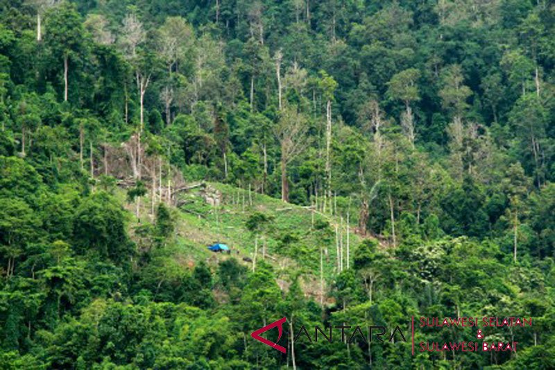 Kerusakan hutan