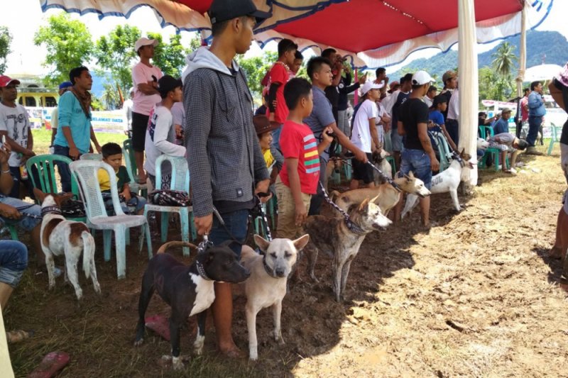 83 Tim Sumatera Jawa Meriahkan Buru Babi Di Agam Antara Sumbar