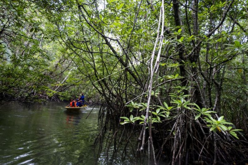 Wisatawan mengunjungi kawasan ekowisata hutan bakau