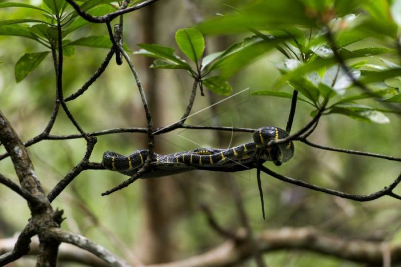 Seekor ular belalang berada di dahan pohon hutan bakau 