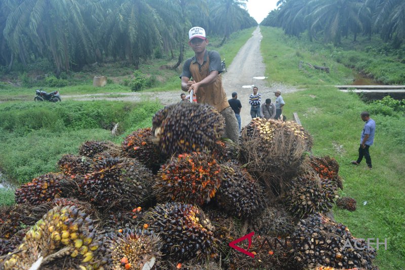 Pemerintah remajakan tanaman sawit seluas 24.000 hektare di Riau